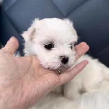 マルチーズ【福岡県・男の子・2022年9月10日・ホワイト】の写真「両親遺伝子クリア！毛量多め、まっすぐな毛です」