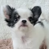 チワワ(ロング)