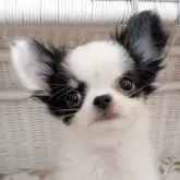 チワワ(ロング)