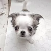 チワワ(ロング)