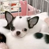 チワワ(スムース)