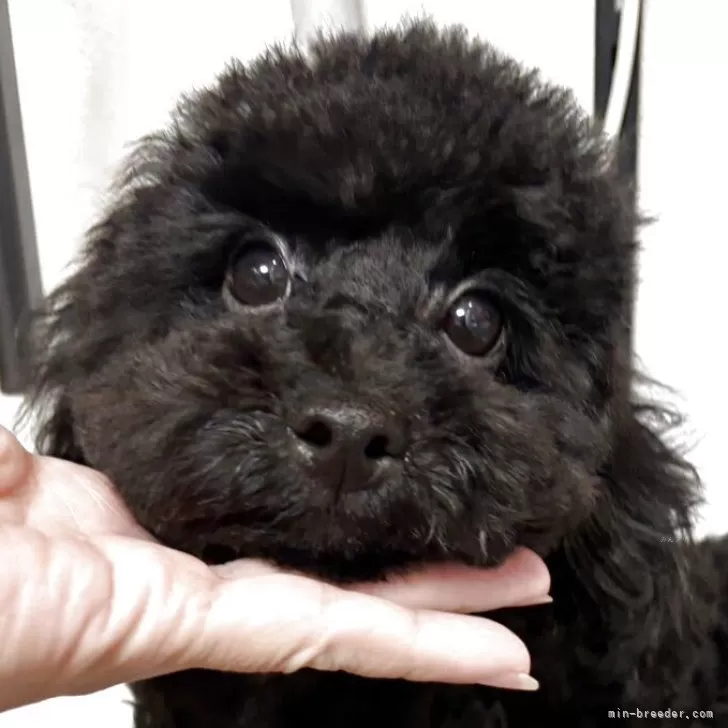 ID：2508-08862の子犬