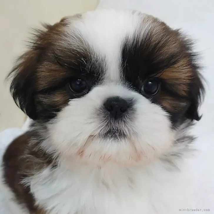 ID：2503-06609の子犬