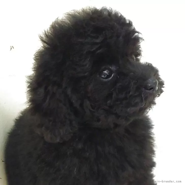 ティーカッププードル【大阪府・女の子・2025年6月23日・ブラック】の写真1「2025/08/23 撮影 アースちゃん④」