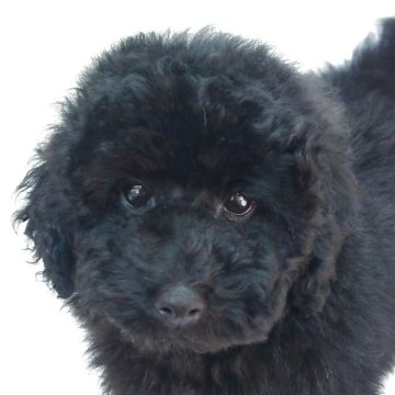 トイプードル(タイニー)【大阪府・男の子・2025年9月24日・ブラック】の写真「とても人懐っこい男の子!!」