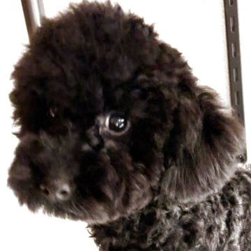 トイプードル(タイニー)【大阪府・男の子・2025年7月8日・ブラック】の写真「ふわモコな甘えん坊くんです!!」