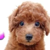 トイプードル(トイ)