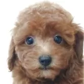 タイニープードル