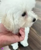 ティーカッププードル【大阪府・女の子・2024年8月19日・ホワイト】の写真4「2024/11/07　撮影　りんごちゃん④」