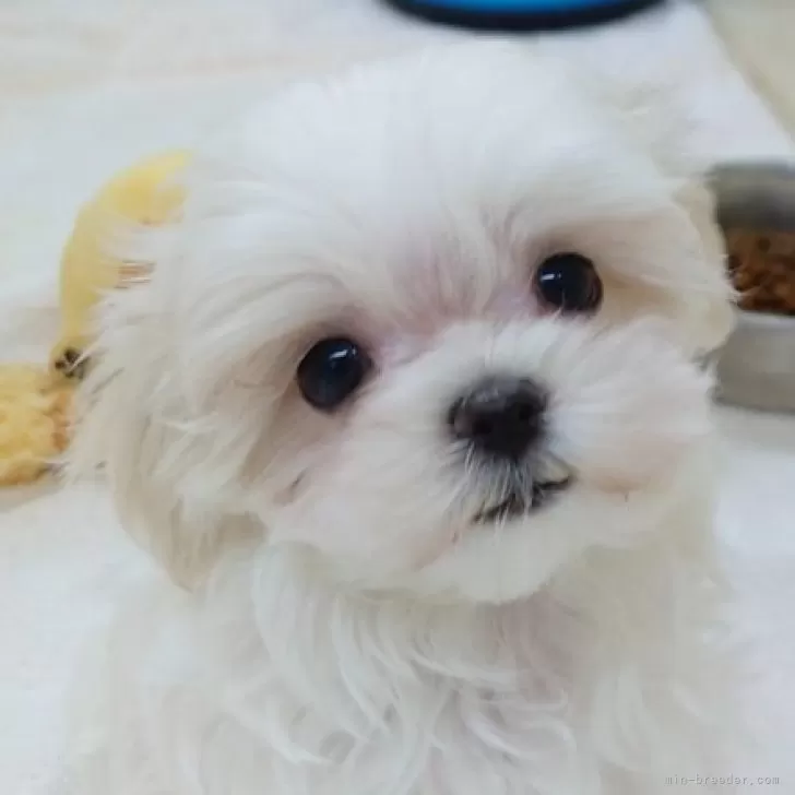 ID:2312-03820の子犬