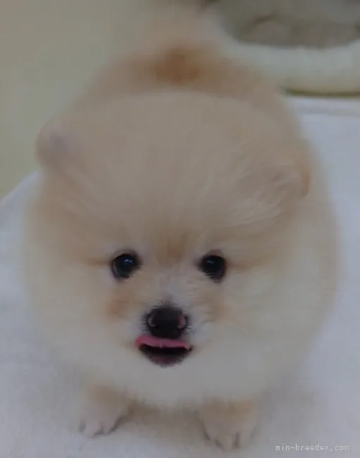 ID:2206-03831の子犬