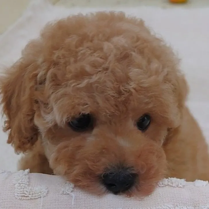 ID：2306-01243の子犬