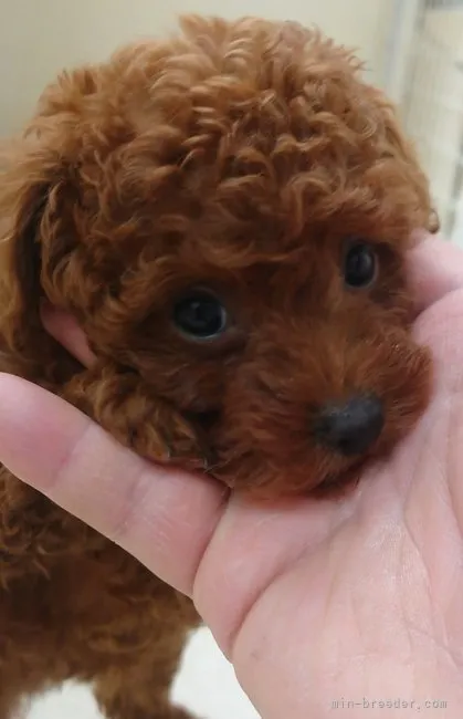 ID：2302-04873の子犬