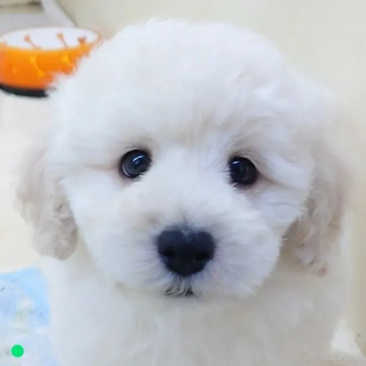 ID：2301-03376の子犬