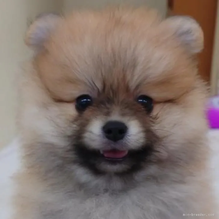 ID:2206-03833の子犬
