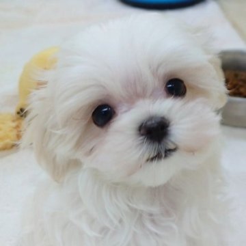 マルチーズ【大阪府・男の子・2023年10月12日・ホワイト】の写真「明るくやんちゃな甘えん坊くん!!」