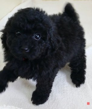 トイプードル(トイ)【大阪府・女の子・2021年6月19日・ブラック】の写真「明るく元気あふれる女の子♪」