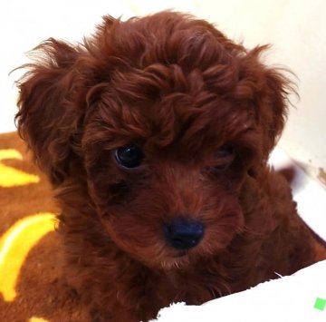 トイプードル(トイ)【大阪府・女の子・2021年7月3日・レッド】の写真「明るく人懐っこい女の子!!」