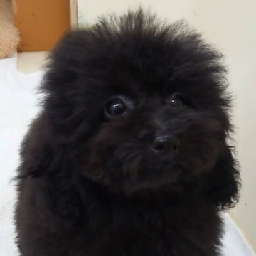 トイプードル(タイニー)【大阪府・女の子・2024年1月21日・ブラック】の写真「元気で甘えん坊な女の子!!」