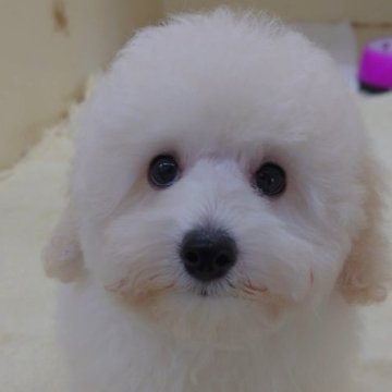 トイプードル(タイニー)【大阪府・女の子・2023年7月6日・ホワイト】の写真「マイペースで甘えん坊な女の子!!」