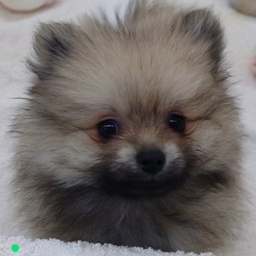 ポメラニアン【大阪府・男の子・2023年2月4日・ウルフセーブル】の写真「明るく元気な男の子!!」