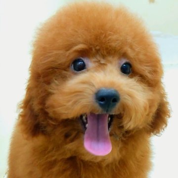 トイプードル(トイ)【大阪府・男の子・2024年5月17日・レッドフォーン】の写真「活発で甘えん坊な男の子!!」