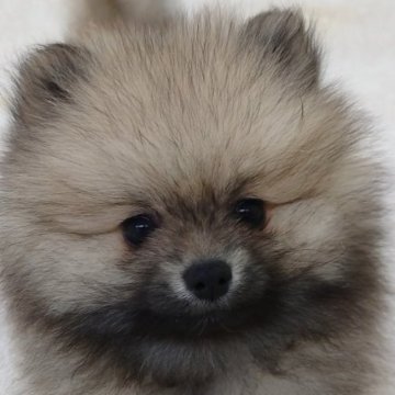 ポメラニアン【大阪府・男の子・2023年2月4日・ウルフセーブル】の写真「活発で元気な男の子!!」