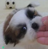 シーズー【大阪府・男の子・2023年1月12日・ホワイト&ゴールド】の写真4「2023/03/10　撮影　サブロウくん④」