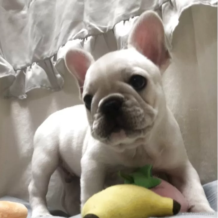 ID：2507-04352の子犬