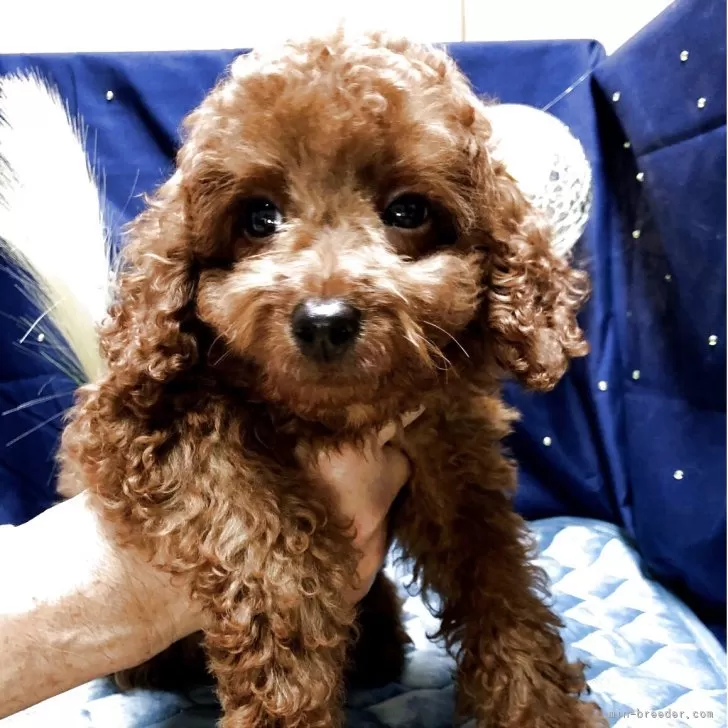 Y.U 様のお迎えした子犬