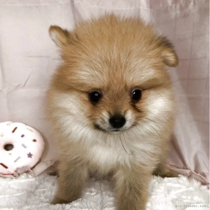 m4824 様のお迎えした子犬