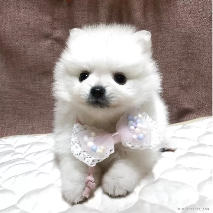 ばちこ 様のお迎えした子犬