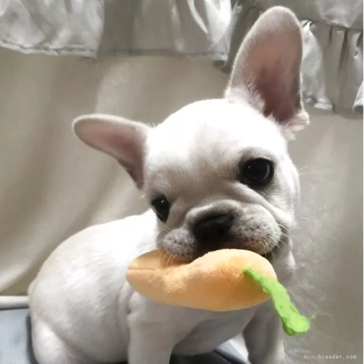 ID:2507-04340の子犬