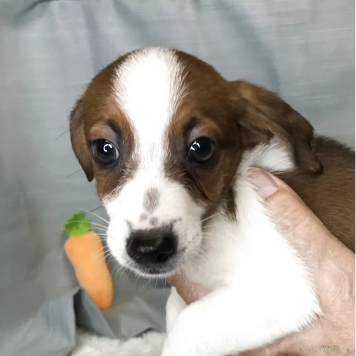 ID:2506-00647の子犬