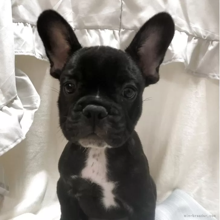 H.M 様のお迎えした子犬