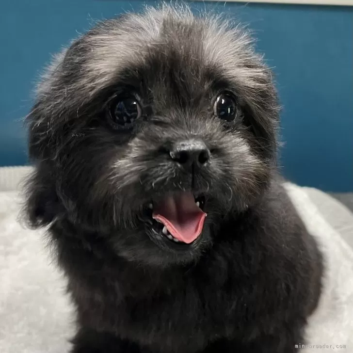 ID：2503-05287の子犬