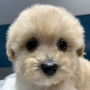 マルプー(マルチーズ×トイプードル)【静岡県・女の子・2025年2月1日・アプリコット】の写真「ミックス人気No.🐶ワン‼️のマルプーちゃん🥰」