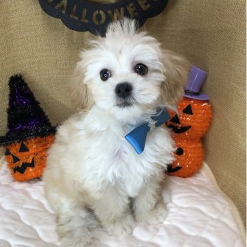 マルプー(マルチーズ×トイプードル)【静岡県・男の子・2025年8月13日・クリーム】の写真「🎃おじいちゃん感満載のボクちゃん🍁」