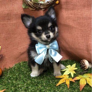 ポメチワ(ポメラニアン×チワワ)【静岡県・女の子・2025年9月28日・ブラック&タン】の写真「🍁甘えん坊さんのかわい子ちゃん🐾」