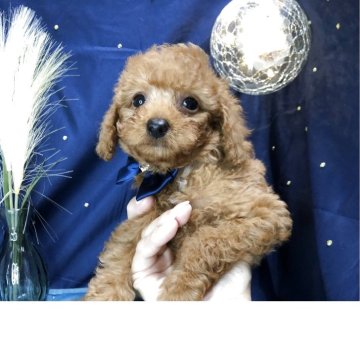 トイプードル(トイ)【静岡県・男の子・2025年7月30日・レッド】の写真「🍁お目々クリクリ甘えん坊くん🥰」