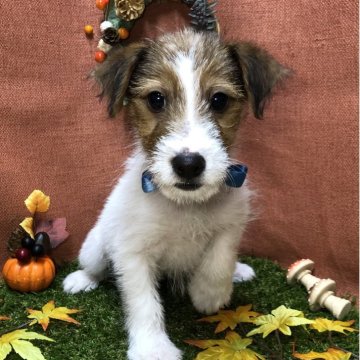 ジャックラッセルテリア【静岡県・男の子・2025年8月21日・タン&ホワイト】の写真「🍁元気いっぱいヤンチャくん🐾」