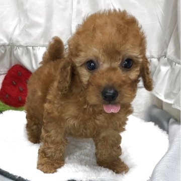 トイプードル(トイ)【静岡県・男の子・2025年6月26日・レッド】の写真「小ぶりで短足とっても可愛い男の子❣️」
