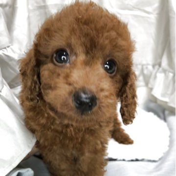 トイプードル(トイ)【静岡県・男の子・2025年6月26日・レッド】の写真「元気で可愛らしい男の子❣️」