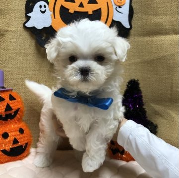 マルチーズ【静岡県・男の子・2025年9月3日・ホワイト】の写真「🎃元気な甘えん坊くん🍁」