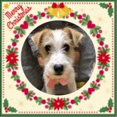 ジャックラッセルテリア