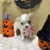 チワワ(ロング)