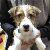 ジャックラッセルテリア