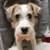 ジャックラッセルテリア