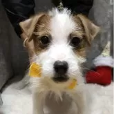 ジャックラッセルテリア