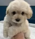 マルプー(マルチーズ×トイプードル)【静岡県・男の子・2025年2月1日・アプリコット】の写真2